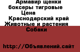 Армавир щенки боксеры тигровые  › Цена ­ 7 000 - Краснодарский край Животные и растения » Собаки   
